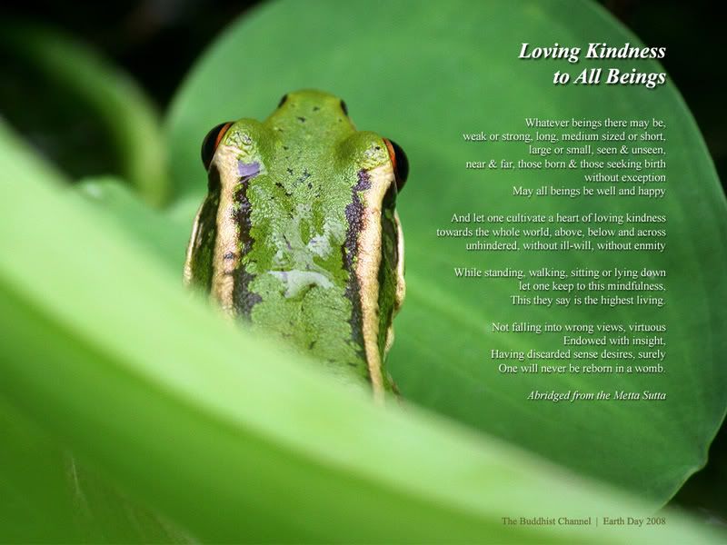 frog-wp.jpg loving kindness