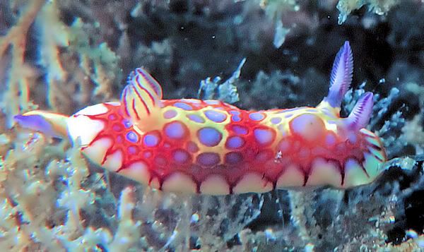 nudi23-a.jpg