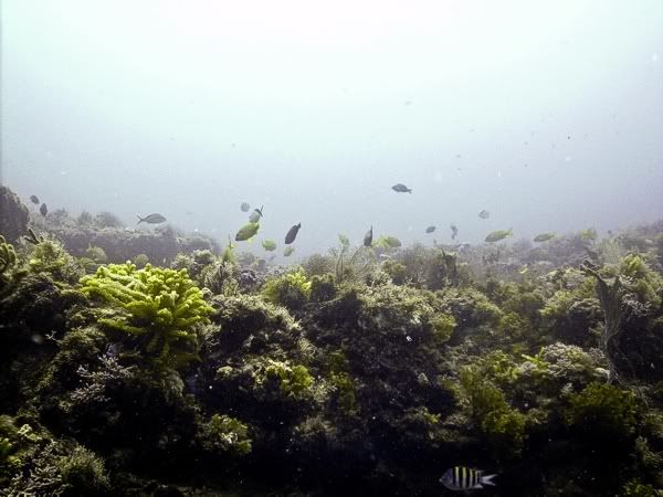 jupiterreef0906211.jpg