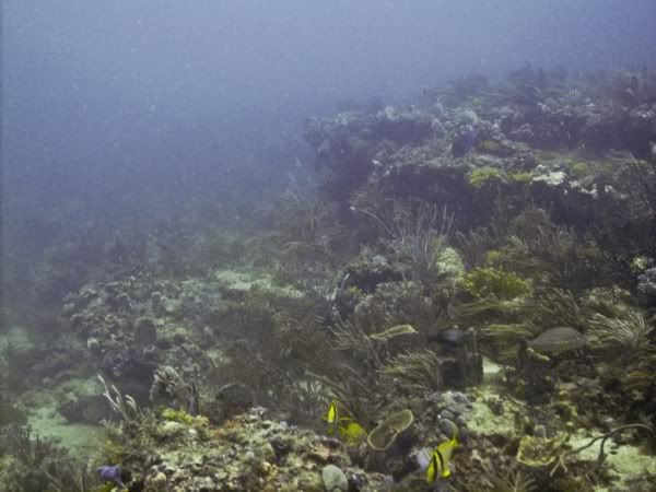 jupiterreef0906214.jpg