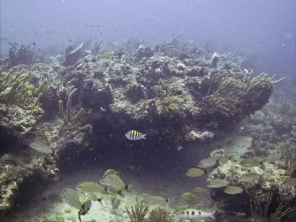 jupiterreef0906215.jpg