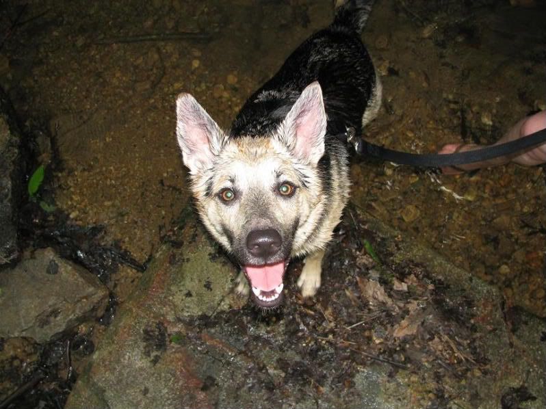 Top dog breeds for SHTF