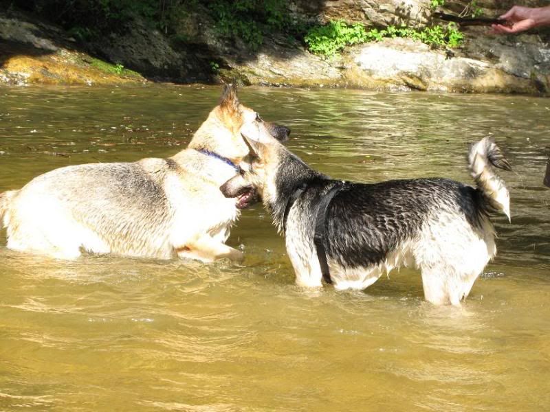 Top dog breeds for SHTF