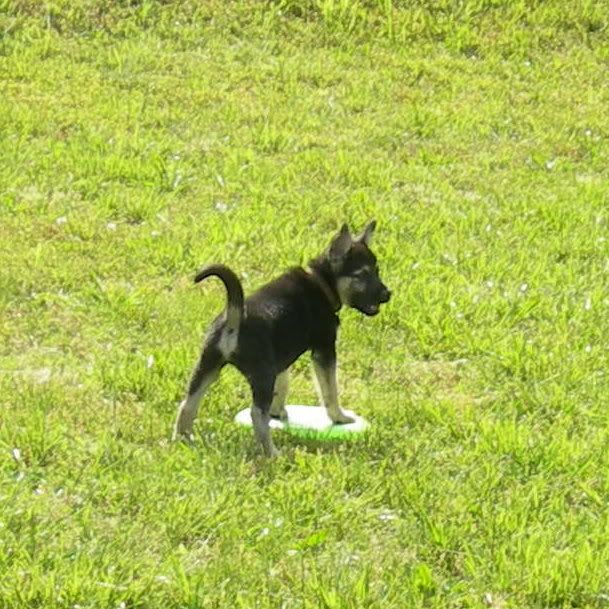 Top dog breeds for SHTF