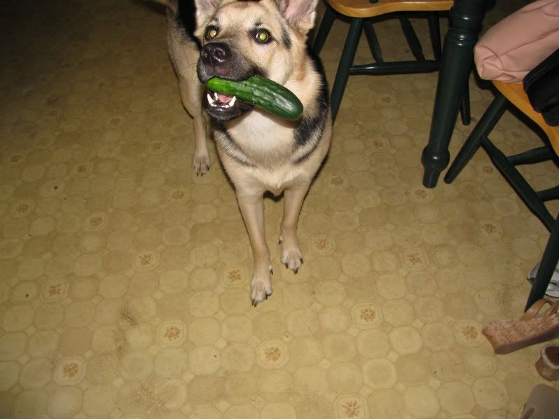 Top dog breeds for SHTF