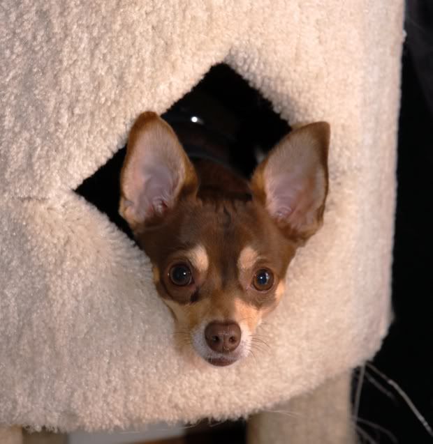 chihuahua ears floppy