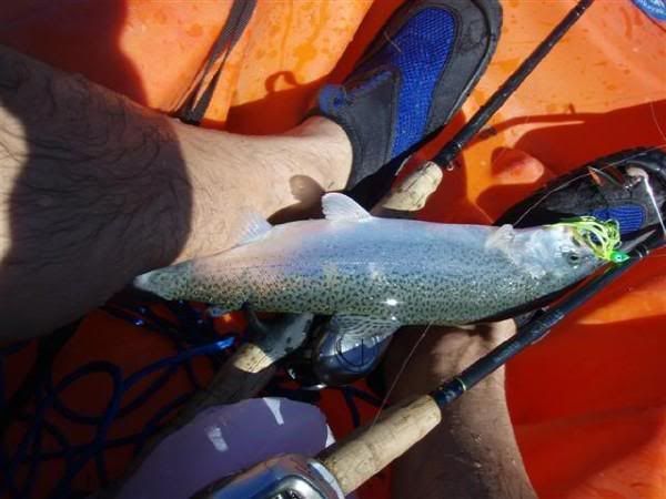 guadalupe bass texas. Guadalupe Bass - This one hit