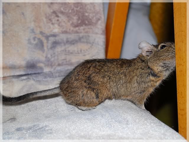 2010degu01k.jpg
