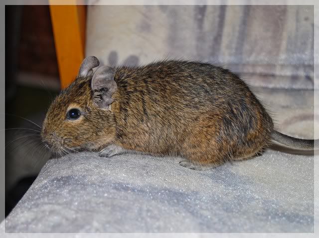 2010degu02k.jpg