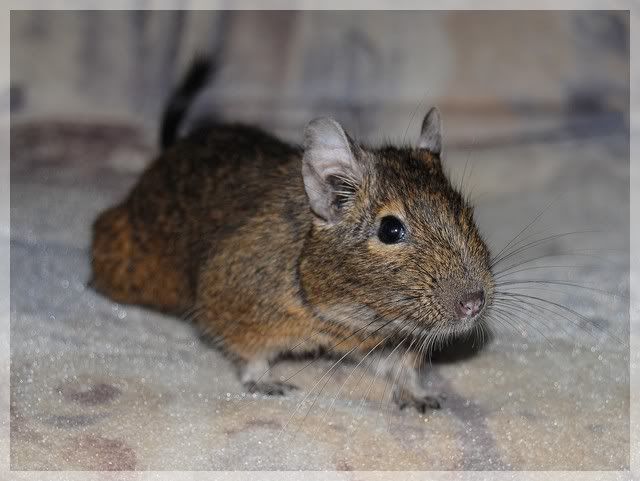 2010degu03k.jpg