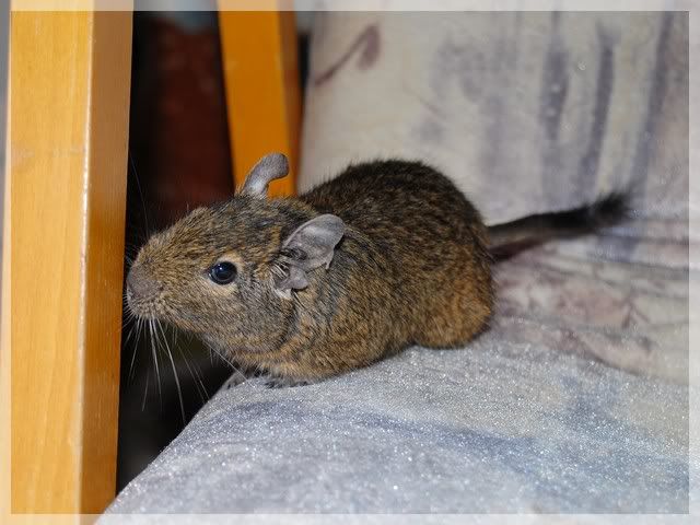 2010degu04k.jpg