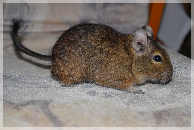 2010degu05k.jpg