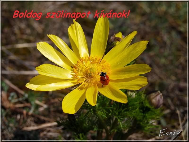 2010szadelo001sz.jpg