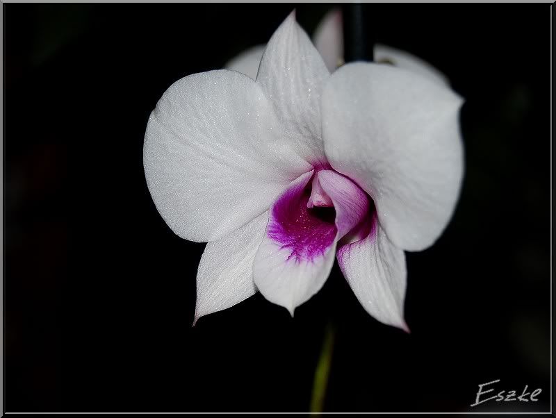orchidea02e.jpg
