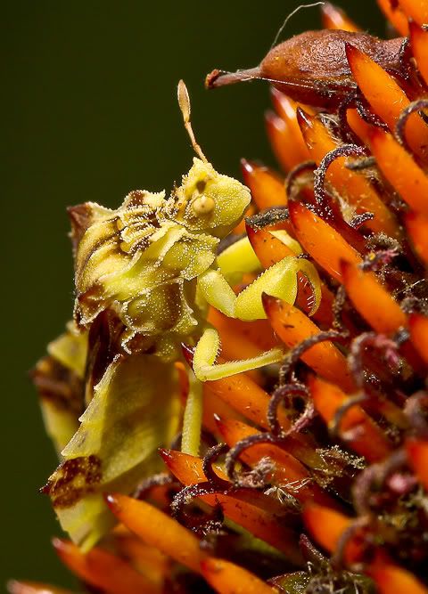 IMAGE: http://i111.photobucket.com/albums/n127/dgraham329/20100703-1of1-7.jpg