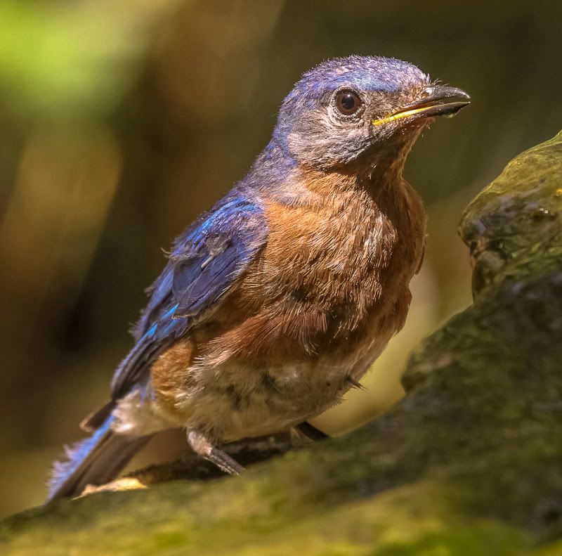 IMAGE: http://i111.photobucket.com/albums/n127/dgraham329/20120803-IMG_6237.jpg