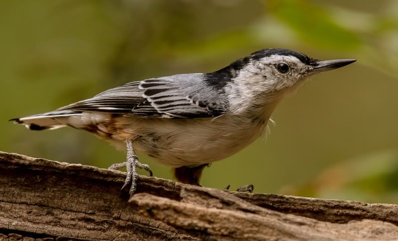 IMAGE: http://i111.photobucket.com/albums/n127/dgraham329/20120814-IMG_9195.jpg