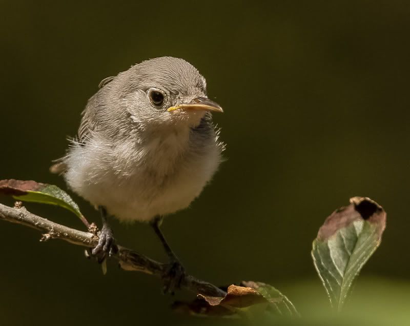 IMAGE: http://i111.photobucket.com/albums/n127/dgraham329/20120820-IMG_9396.jpg