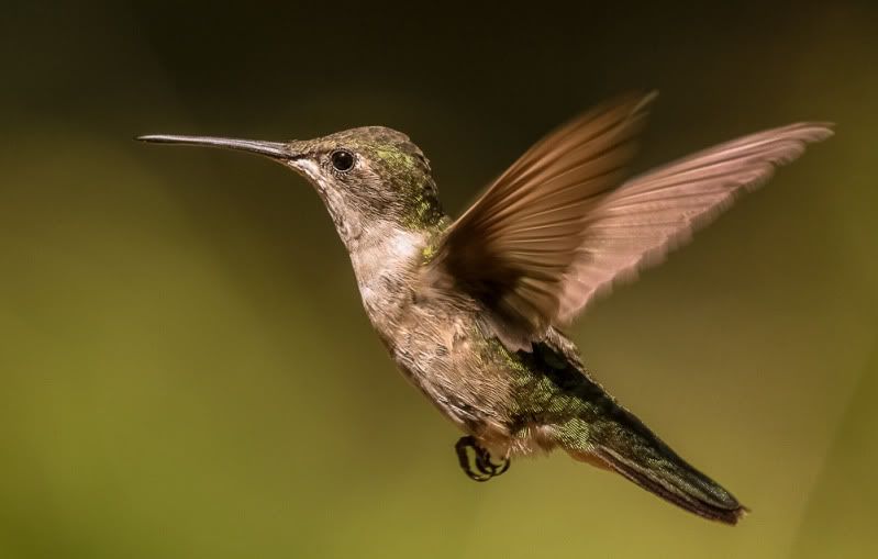 IMAGE: http://i111.photobucket.com/albums/n127/dgraham329/20120821-IMG_6987.jpg