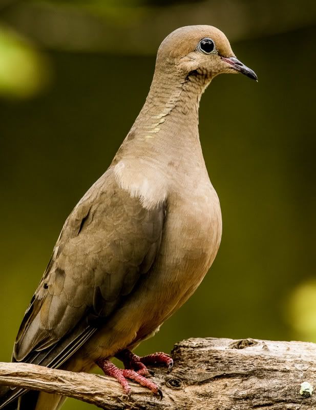 IMAGE: http://i111.photobucket.com/albums/n127/dgraham329/20120823-IMG_9522.jpg