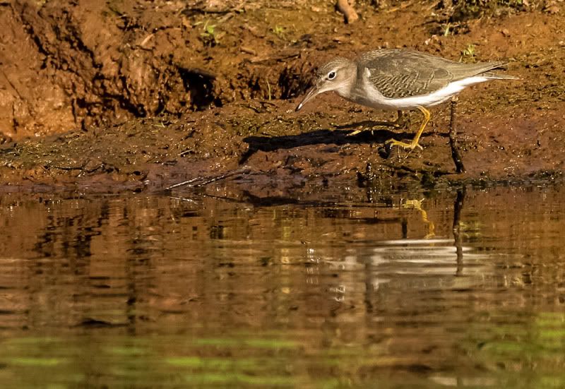 IMAGE: http://i111.photobucket.com/albums/n127/dgraham329/20120904-IMG_7551.jpg