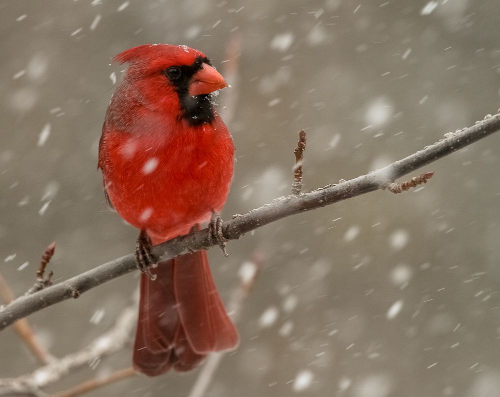 IMAGE: http://i111.photobucket.com/albums/n127/dgraham329/Birds/IMG_1039_zpsfa9b3ab4.jpg