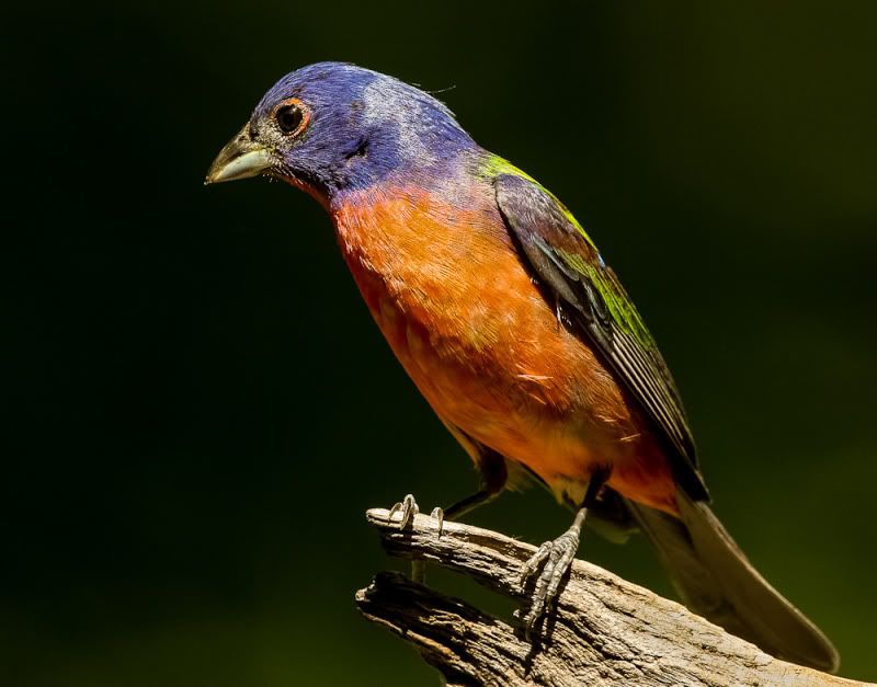 IMAGE: http://i111.photobucket.com/albums/n127/dgraham329/IMG_6470.jpg