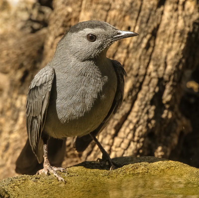 IMAGE: http://i111.photobucket.com/albums/n127/dgraham329/IMG_7909_zpsf6d77137.jpg