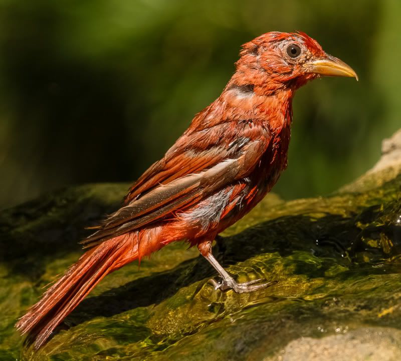 IMAGE: http://i111.photobucket.com/albums/n127/dgraham329/IMG_8739.jpg