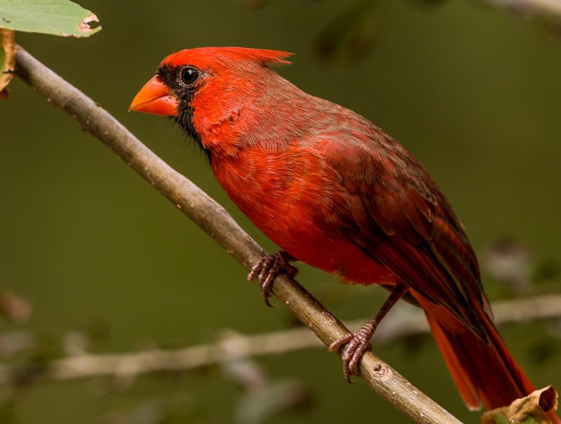 IMAGE: http://i111.photobucket.com/albums/n127/dgraham329/IMG_9733_zps9897bf5e.jpg