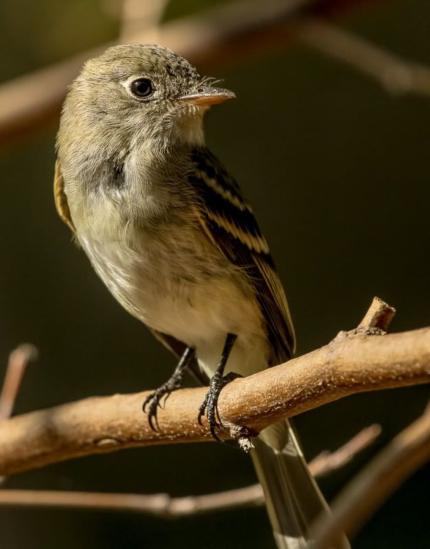 IMAGE: http://i111.photobucket.com/albums/n127/dgraham329/IMG_9785_zps1fb003e0.jpg