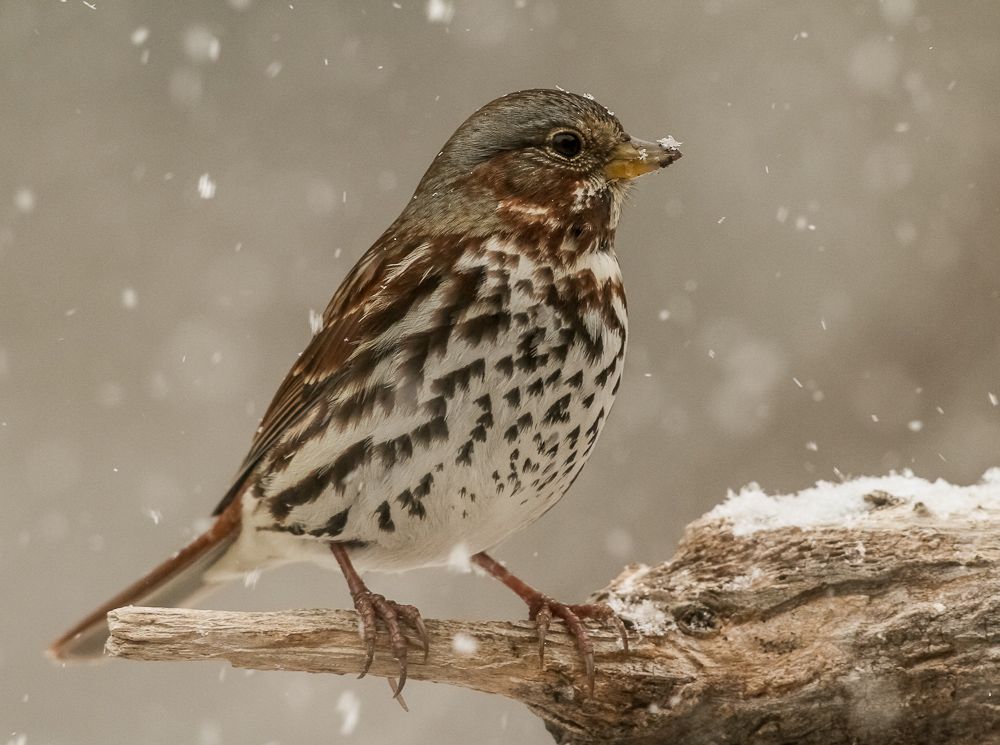 IMAGE: http://i111.photobucket.com/albums/n127/dgraham329/eight-eight_zps8e843cfc.jpg