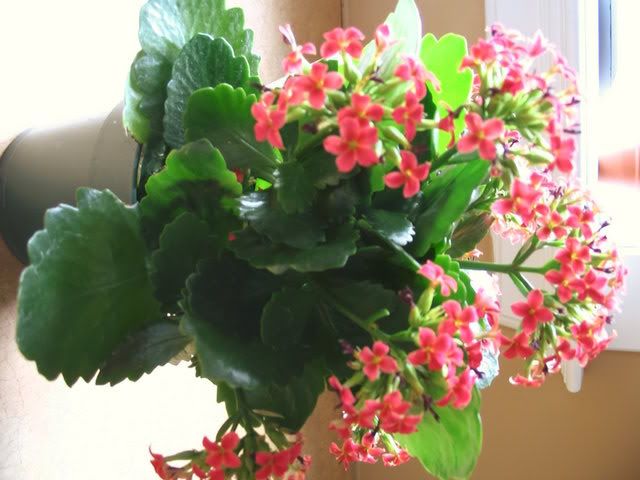 Kalanchoe Pictures, Images and Photos