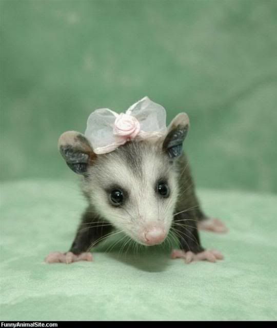 Possum question - don't know where to post - Homesteading Questions