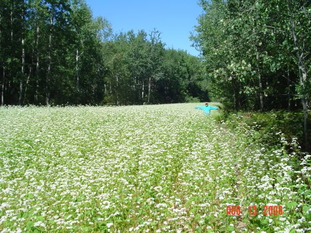 Buckwheat question: How do you get the hulls off? - Homesteading Questions
