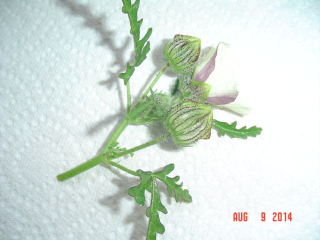 What Is This Flower? - Homesteading Questions