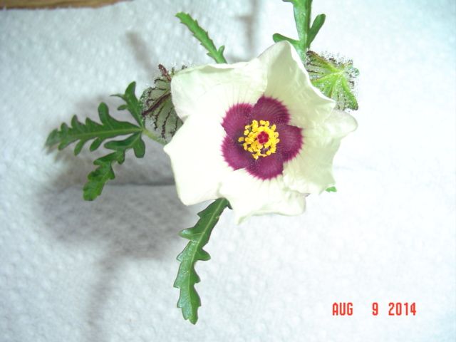 What Is This Flower? - Homesteading Questions