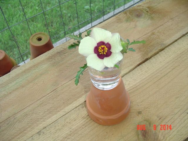What Is This Flower? - Homesteading Questions