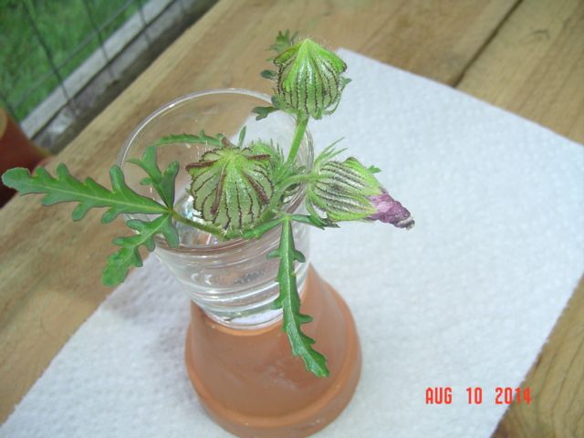 What Is This Flower? - Homesteading Questions