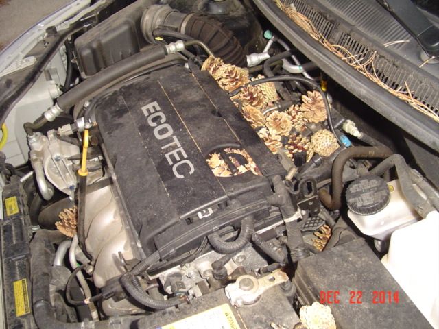 Today's Surprise! - Homesteading Questions