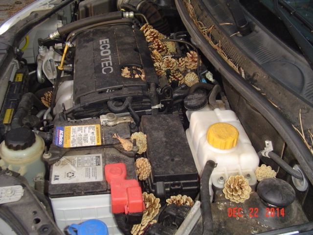 Today's Surprise! - Homesteading Questions