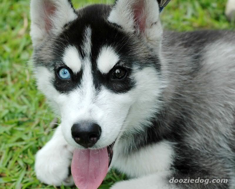 huskies puppies in snow. siberian husky puppies in snow