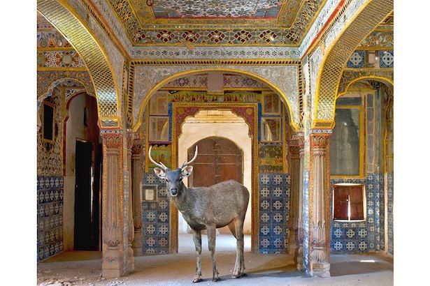  photo Karen_Knorr_India_Song_Janel_Holiday_Interior_Design7_zpskyojtozk.jpg