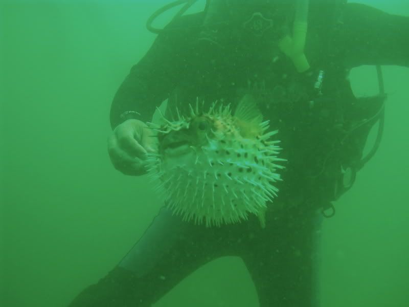 porcupinefish-1.jpg