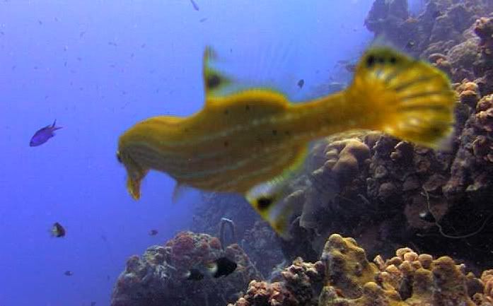 trumpetfish2.jpg