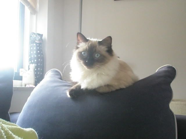 Geplaatste afbeelding