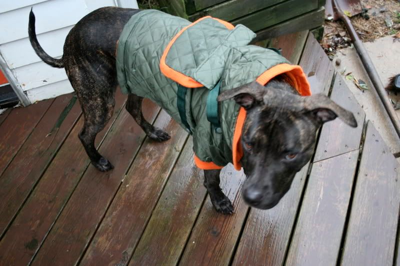Pitbulls and... sweaters?!?! ) Pit Bull Chat Forum