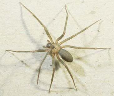 Brown recluse spider spider