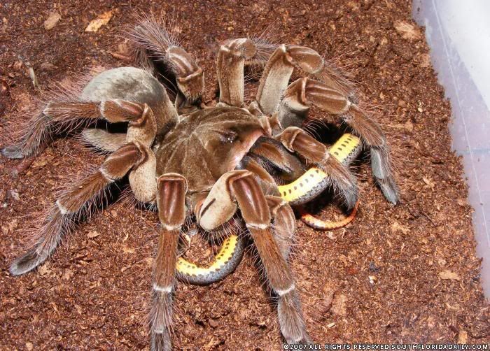 Goliath Bird Eating Tarantula Spider