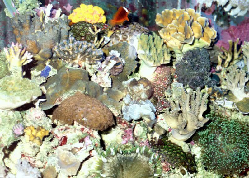 coral reefs,coral,different coral,rare coral